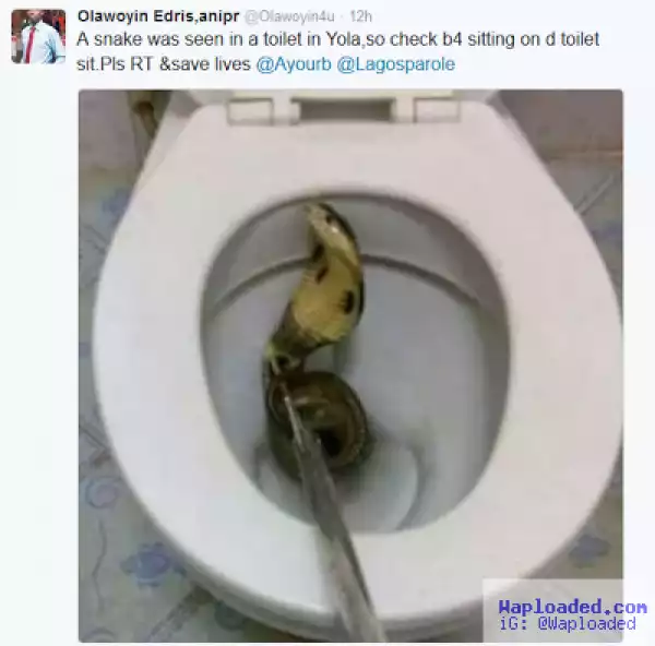 Snake found inside toilet in Yola